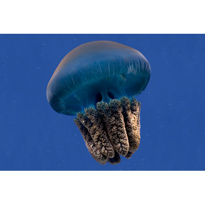 Blubber Jellyfish