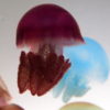 Blue Blubber, Blubber Jellyfish (Catostylus mosaicus)