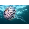 Quallen - Purple striped sea nettle (Chrysaora colarata)